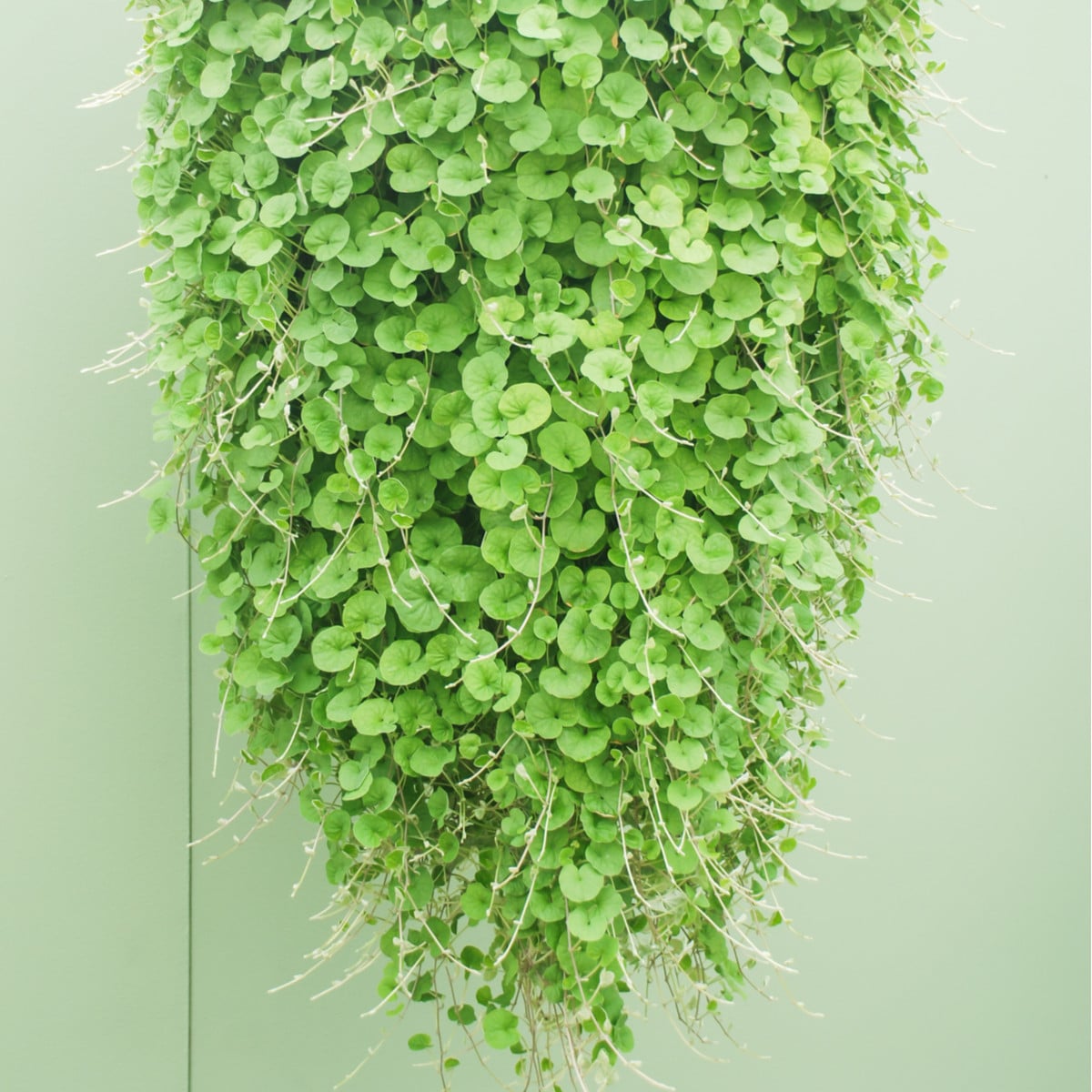 Strieborný dážď - Dichondra repens - semená dichondry - 8 ks