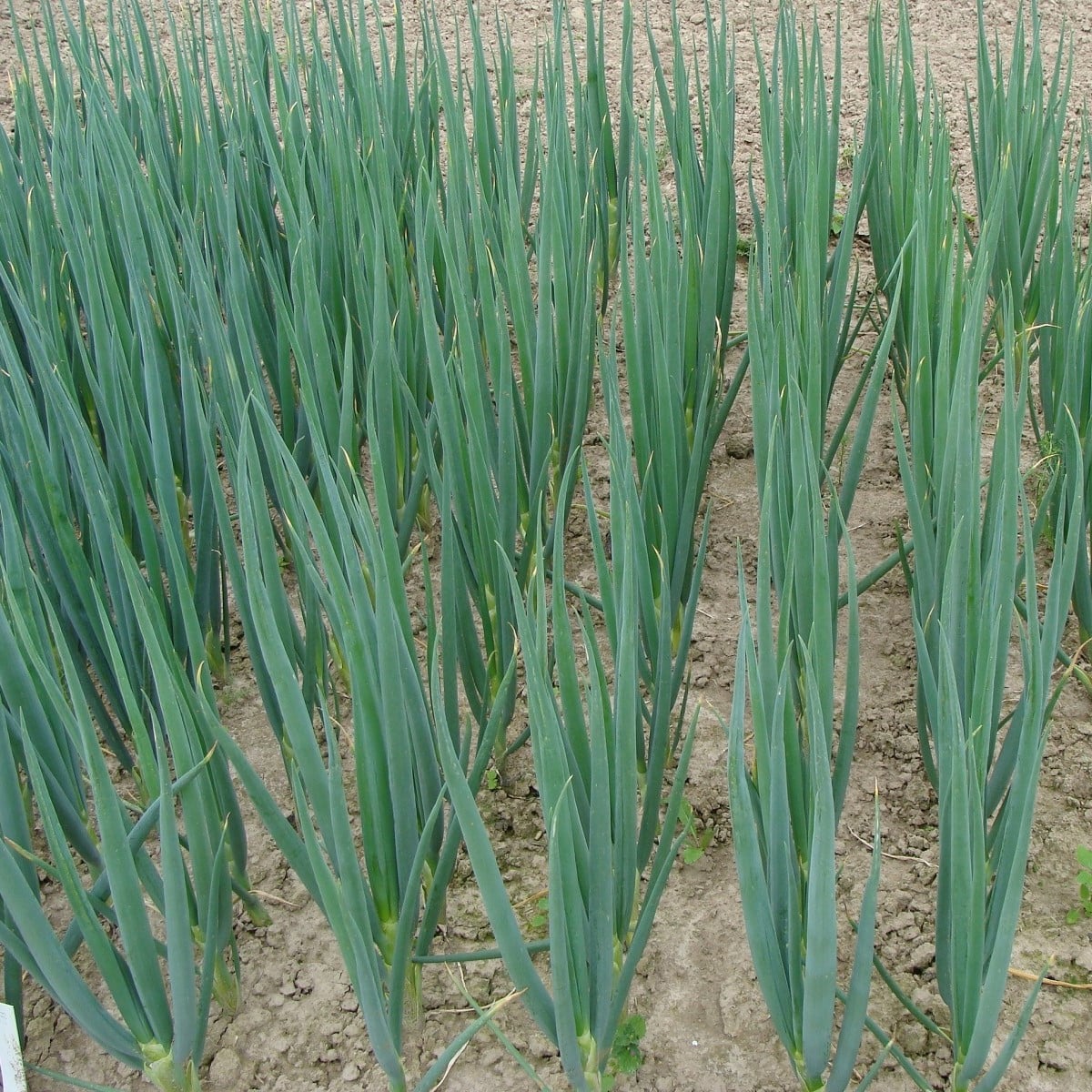 Cibuľa zimná Entita - Allium fistulosum L. - semená - 150 ks