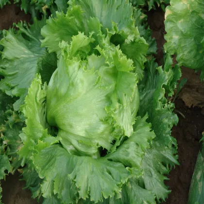 Šalát hlávkový letný ľadový Traper - Lactuca sativa L. - semená šalátu - 250 ks