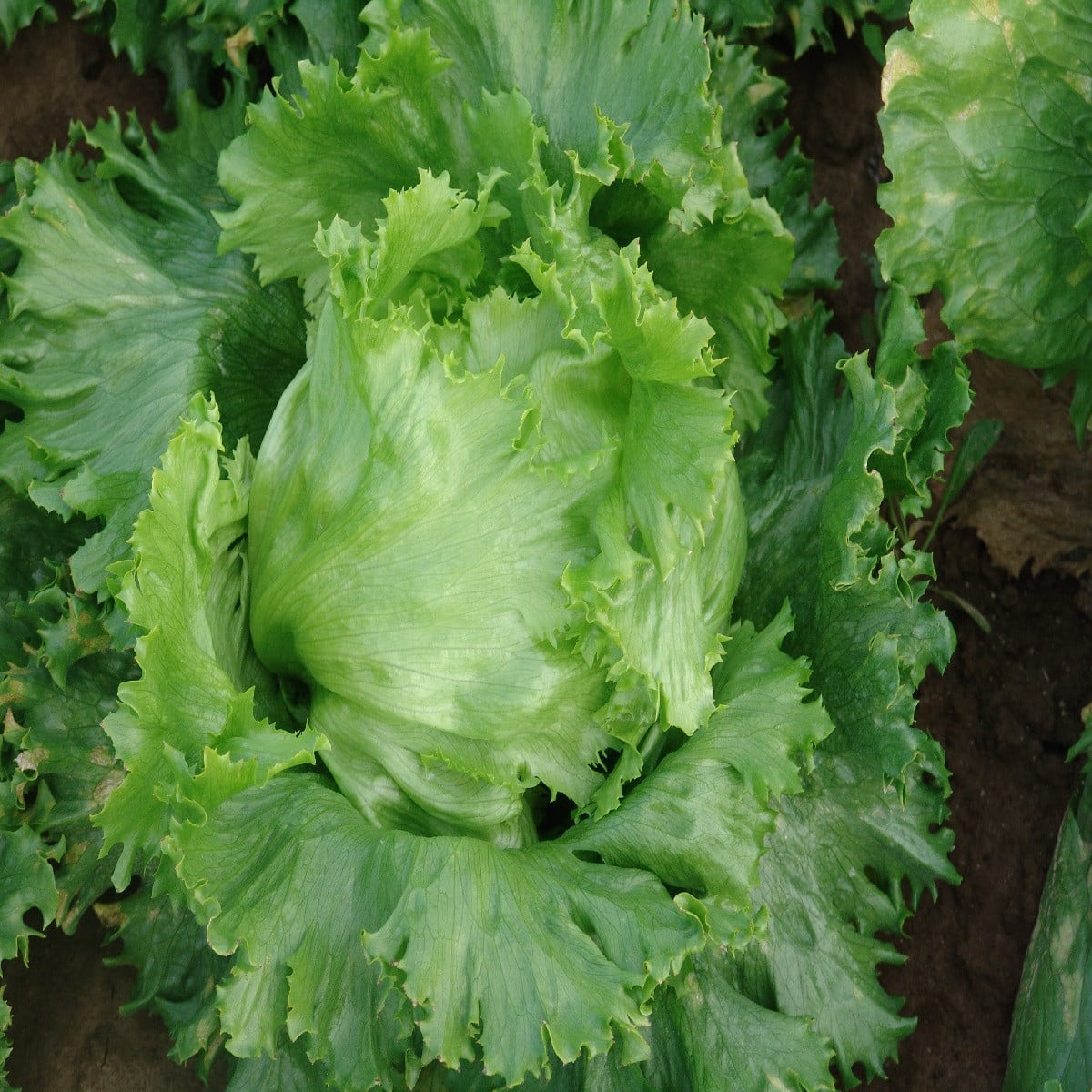 Šalát hlávkový letný ľadový Traper - Lactuca sativa L. - semená šalátu - 250 ks