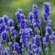 Levanduľa lekárska Provence - Lavandula angustifolia - semená levandule - 15 ks