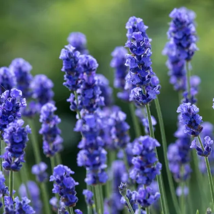 Levanduľa lekárska Provence - Lavandula angustifolia - semená levandule - 15 ks