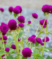 Gomfréna hlávkatá fialová - Gomphrena globosa - semená gomfrény - 25 ks