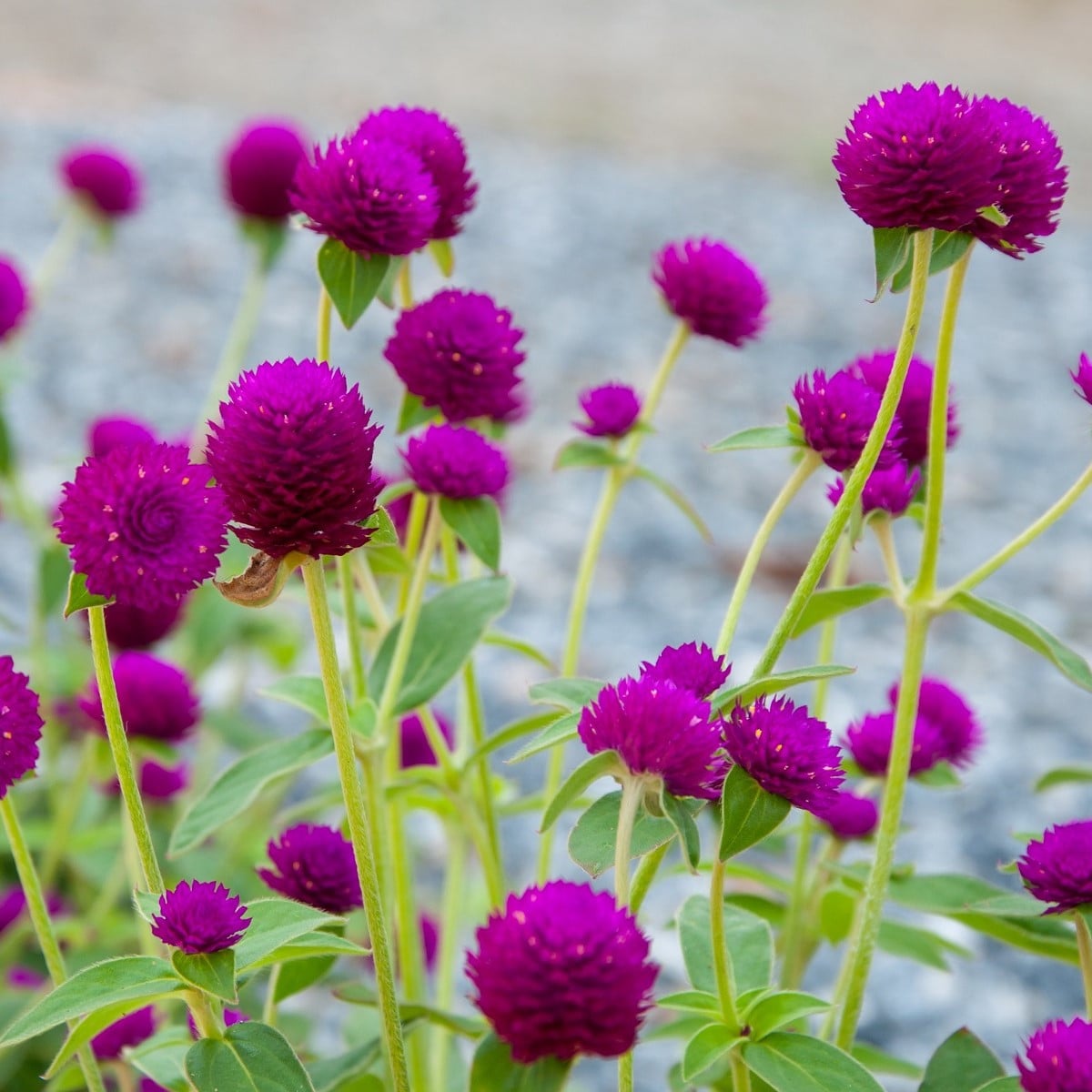 Gomfréna hlávkatá fialová - Gomphrena globosa - semená gomfrény - 25 ks