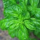 Bazalka pravá Genovese - Ocimum basilikum Genovese - semená bazalky - 150 ks