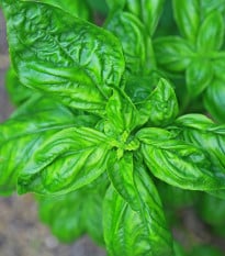 Bazalka pravá Genovese - Ocimum basilikum Genovese - semená bazalky - 150 ks