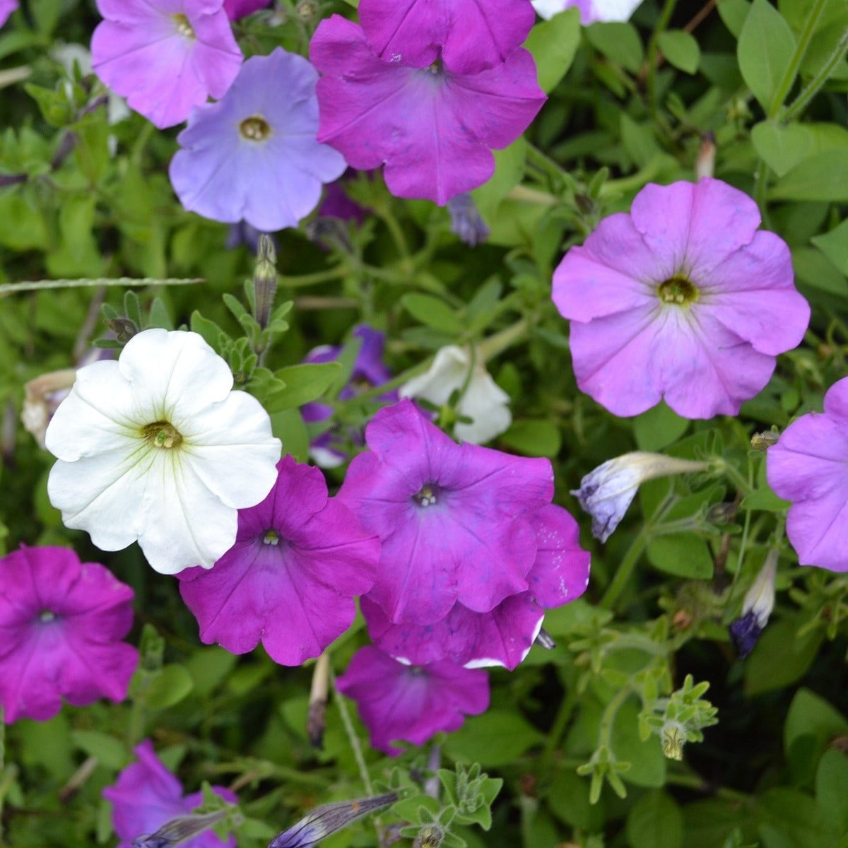 Petúnia veľkokvetá nízka - Petunia hybrida nana - semená - 0,1 g