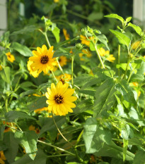 Slnečnica slabá - zmes - Helianthus debilis mix - semená - 15 ks