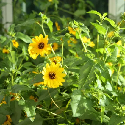 Slnečnica slabá - zmes - Helianthus debilis mix - semená - 15 ks