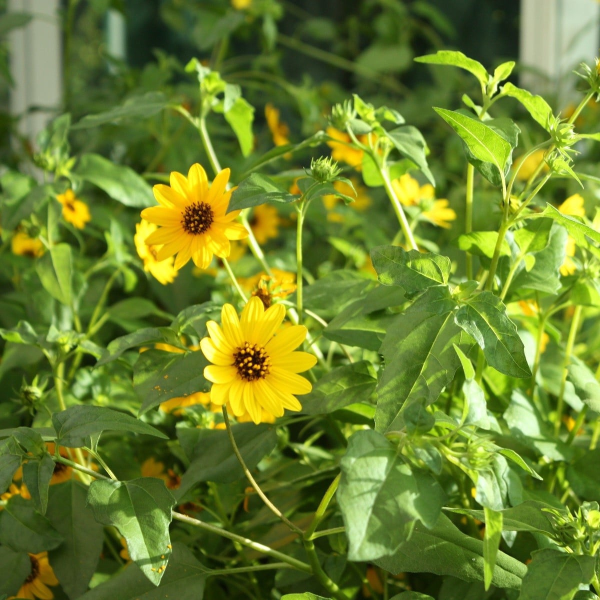Slnečnica slabá - zmes - Helianthus debilis mix - semená - 15 ks