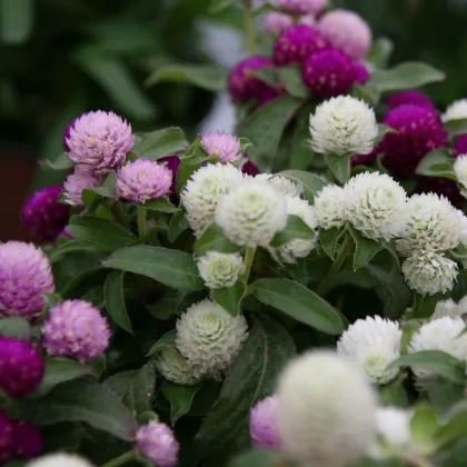 Gomfréna hlávkatá - zmes - Gomphrena globosa - semená gomfrény - 35 ks