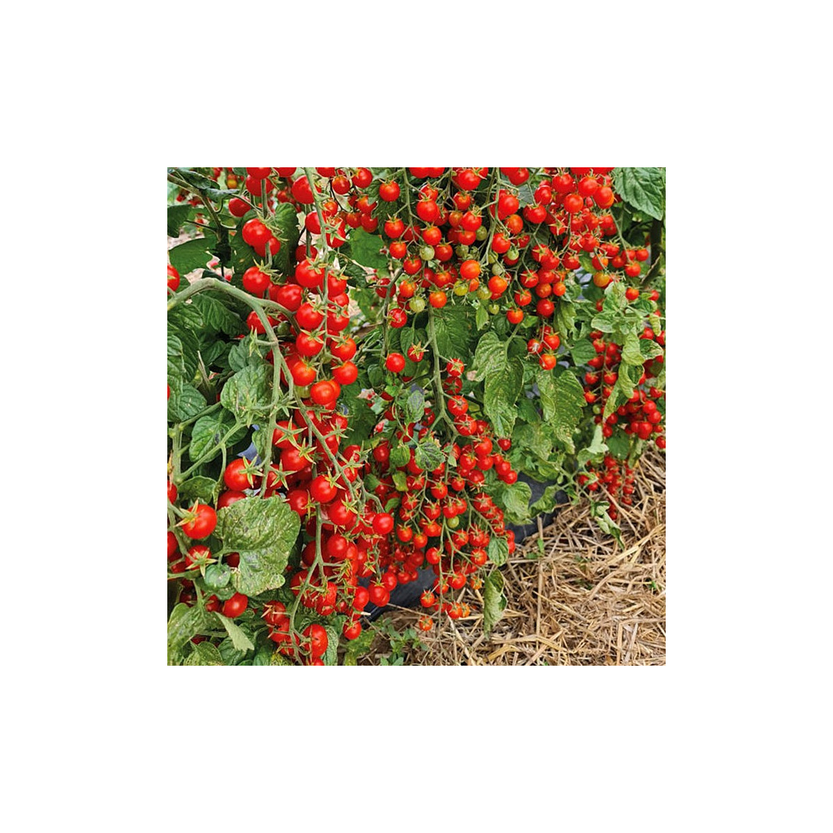 Paradajka Perlino červené F1 - Solanum lycopersicum - semená paradajky - 6 ks