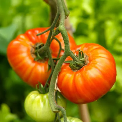 Paradajka Gigantomo - Solanum lycopersicum - semená - 5 ks