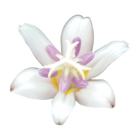 Ľaliovka Tricyrtis