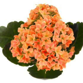 Kalanchoe