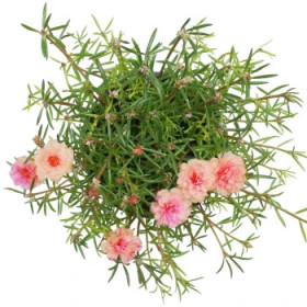 Portulaka - letničky