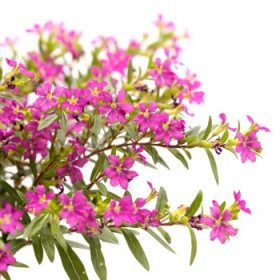 Kufea