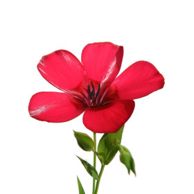Ľan
