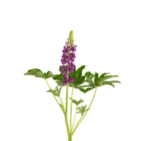 Lupina