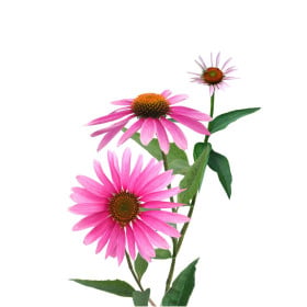 Echinacea