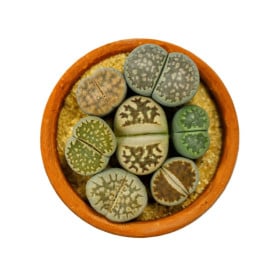 Lithops