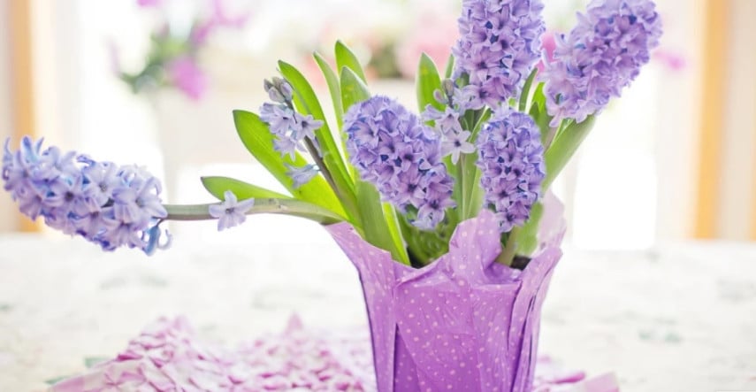 Pestovanie rýchlených hyacintov