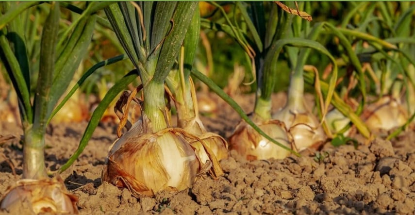 Vysievame a pestujeme: cibuľa zo semien