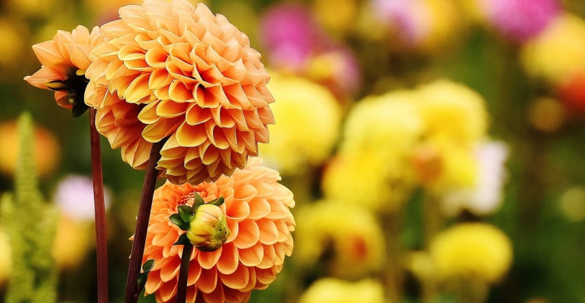 Georgíny, kvetiny našich babičiek, sú letnou i jesennou klasikou
