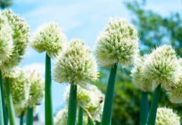 Poznáte cibuľu zimnú a viete, ako na jej pestovanie?