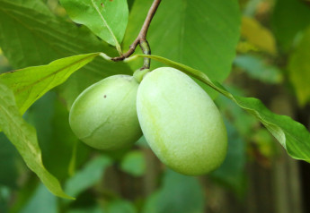 Pawpaw – lahodné exotické ovocie, ktoré si môžete vypestovať sami
