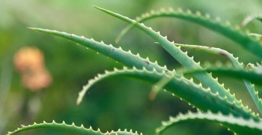 Prírodná lekáreň a biokozmetika priamo u vás doma – to je aloe
