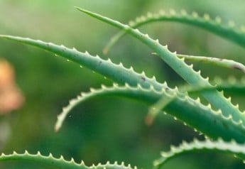 Prírodná lekáreň a biokozmetika priamo u vás doma – to je aloe
