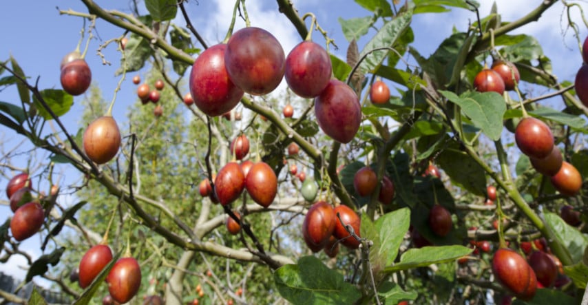 Tamarillo pochádza zo subtrópov, ale plody môžete vypestovať i u nás