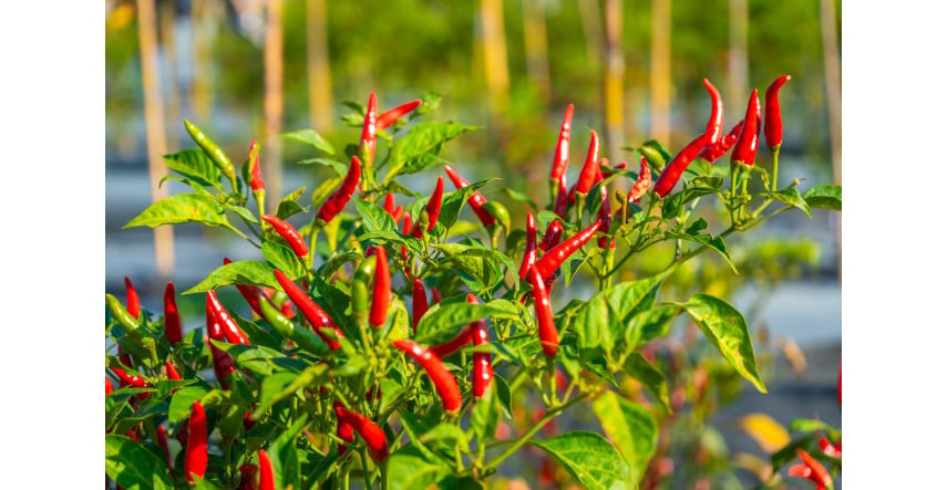 Univerzálny sprievodca pestovaním chilli: od výsevu po zber 