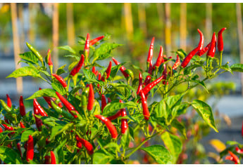 Univerzálny sprievodca pestovaním chilli: od výsevu po zber 