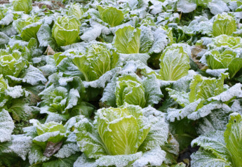 Vitamínmi nabitý kel má v kuchyni široké využitie