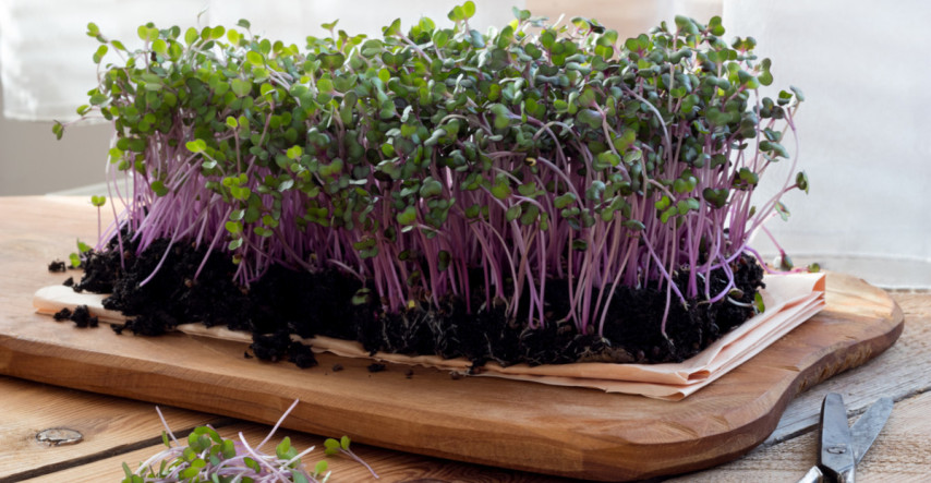 Microgreens majú netradičnú chuť, sú dekoratívne a bohaté na vitamíny